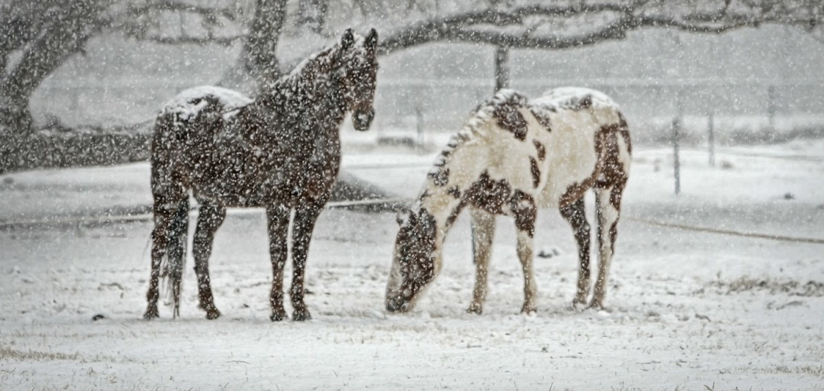 horses-in-the-snow